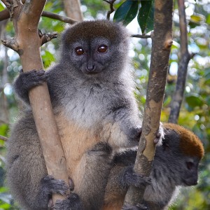 Bamboo Lemur:Madagascar 2013:Cuschieri Design:Art With Benefits