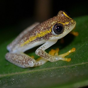 Tree Frog:Madagascar 2013:Art With Benefits:Cuschieri Design